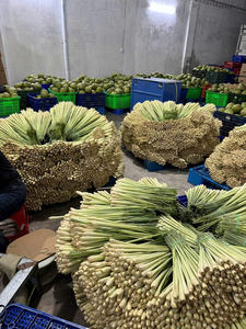 Approvisionnement Premium Citronnelle congelée du Vietnam-Offres de gros - Product Image 5