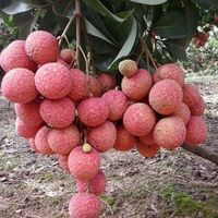 Fruits de litchi frais du Vietnam de haute qualité pour l'exportation - Prix compétitif // M. Alex Truong