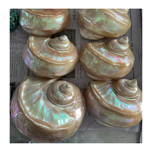 99 Gold Data Vietnam Exportateur de coquille de conque pour une utilisation intérieure en couleurs vert blanc pour les concepteurs de coquille créatifs - Product Image 5