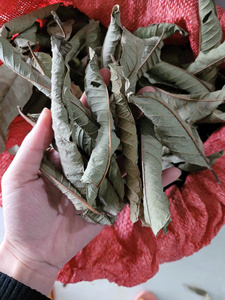 Feuilles de goyave séchées naturelles / Solution à base de plantes polyvalente / Haute qualité / Fabriqué au Vietnam - Product Image 2