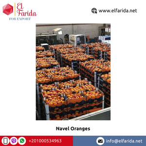 Origen de Egipto Exportación Cítricos frescos Deliciosas y dulces naranjas frescas de ombligo para compradores mayoristas a precio a granel - Product Image 4