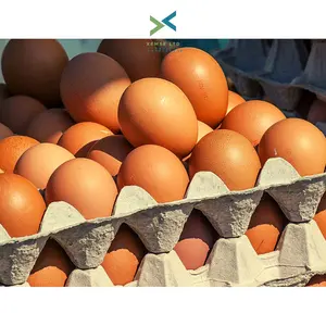 ไข่ไก่ไข่นกกระจอกเทศ,ไข่ไก่,ไก่งวงไข่ตารางไข่สดสีน้ำตาลและสีขาวฟาร์มไข่ไก่สด