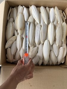 Cuttlebone seco para pájaros Hueso de sepia de alta calidad blanqueado, recortado, paquete de blíster/Ethan - Product Image 5