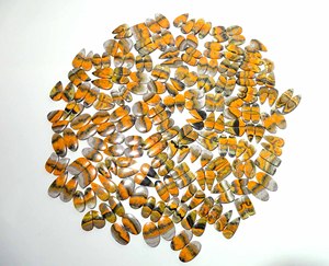 Par de cabujones de jaspe de abejorro Natural de alta calidad, piedras preciosas de cuarzo sueltas, proveedor de precios al por mayor de La India para la fabricación de joyas - Product Image 5