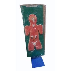 Modelo del Sistema Endocrino, Esqueleto Humano de PVC para Ciencias Médicas, Modelo de Columna Vertebral para Uso Escolar - Product Image 1
