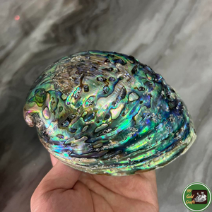 Décoration naturelle en coquillages véritables pour ornements intérieurs et fournitures d'artisanat artisanal, Vietnam - Product Image 4