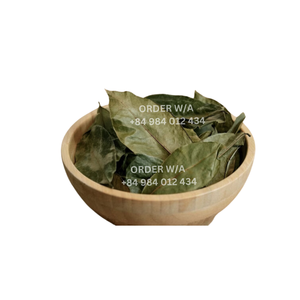 Feuilles de corossol séchées naturelles Feuilles de corossol séchées organiques naturelles Meilleures ventes de feuilles de corossol/graviola séchées - Product Image 5