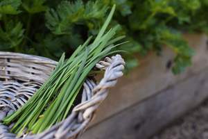 CIBOULETTE CONGELÉE DE QUALITÉ SUPÉRIEURE/PROPRE TRAITÉ/GMO-FREE/QUALITÉ D'EXPORTATION - Product Image 2