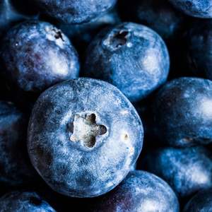 Myrtilles Fraîches de Qualité Supérieure pour l'Exportation, Variété Highbush Classe I, en Vrac - Product Image 4