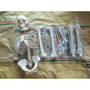 Maniquí de PVC - Modelo Anatómico de Esqueleto Humano para Entrenamiento en Ciencias Médicas para Escuelas y Hospitales - Product Image 2