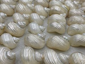 Tigre naturel Cauris Coquilles de mer Léopard Tacheté Coquille de Cauris Poli Brun Blanc pour la fertilité à la maison Richesse Prospérité - Product Image 2