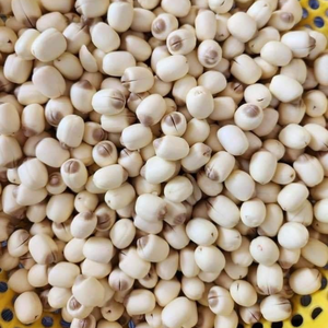 ถั่วดอกบัวอบแห้งคุณภาพพรีเมี่ยมจากเวียดนาม - Product Image 2