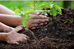 Fabricantes al por mayor de polvo de pastel de ricino de alta calidad del sur de la India utilizado para un fertilizante agrícola al mejor precio - Product Image 5