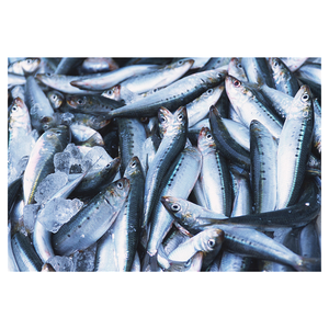 Sardina con pescado, sardina, pescado, pescado - Product Image 6