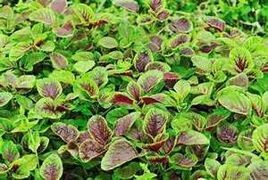 ETIQUETA LIMPIA A BASE DE PLANTAS HOJAS VERDE AMARANTE CONGELADO APOYO INMUNE SALUDABLE NATURAL OPCIÓN SUPERALIMENTACIÓN - Product Image 4