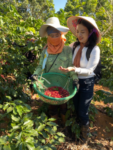 Café instantané séché lyophilisé de haute qualité grains de café arabica de Konnai, Son La Vietnam - Product Image 5