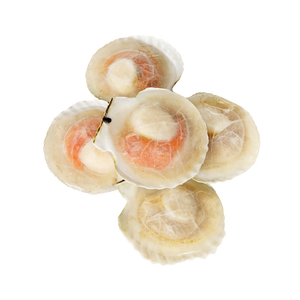 Mariscos de vieiras congelados a la venta a buen precio - Product Image 6