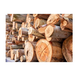Debarked Eucalyptus Round <b>Logs</b> – Ideal for Pulp, Paper, Biomass, and Energy Production - Product Image 4