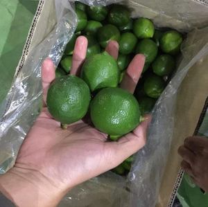 มะนาวไร้เมล็ดสด 10 กก./12 กก. บรรจุกล่อง มะนาวไร้เมล็ดสีเขียว ผิวแข็ง สำหรับแปรรูปอาหาร - Product Image 1