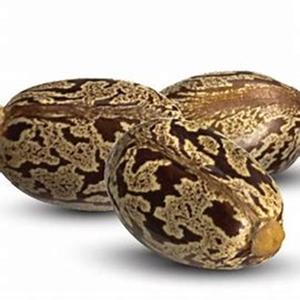 Graines de ricin naturelles biologiques brunes séchées Ricinus communis disponibles au prix du marché - Product Image 1