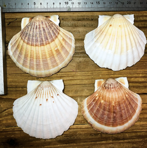 Viande de pétoncle au goût sucré de l'océan disponible en approvisionnement en vrac pour les importateurs et les distributeurs de produits alimentaires - Product Image 5