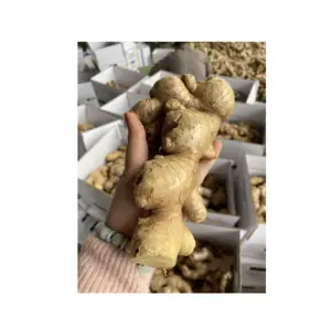 Vietnam Supplier Fresh Ginger Natural Fresh Ginger Roots Best Price For Wholesale with Custom Logo whatsapp 0084587176063