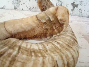 Longue corne de bélier écologique avec forme unique faite à la main et idéale pour les pièces d'art montage mural ou les conceptions inspirées de la nature - Product Image 2