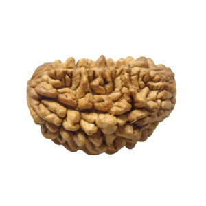 Rudraksha 1 Mukhi d'Inde, 100% originale et certifiée, en forme de demi-lune, gemme religieuse hindoue pour cadeau - Product Image 1