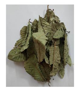 ใบฝรั่ง - Product Image 4