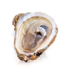 Shellfish frozen or refrigerated bulk fresh oysters for wholesale - Product Image 1