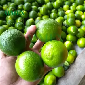 2024 haute qualité en gros biologique frais sans pépins citron vert/citron vert Vietnam origine agrumes graines fabriquées HKVIMEX