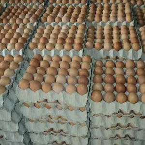 ไข่ไก่สดสีน้ำตาล/ไข่ไก่, ขายในราคาที่ดีที่สุด ไข่ไก่สดสีน้ำตาลจากฟาร์ม - Product Image 1