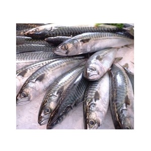 Pescado Congelado: Caballa del Pacífico - Proveedor Mayorista de Caballa del Pacífico - Product Image 1