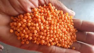 Red <b>Lentils</b>/ Canada Red <b>Lentils</b> / Red Split and Football Red type Red <b>Lentils</b> - Product Image 4