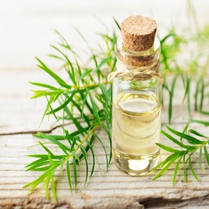 Huile Essentielle Pure de Théier à 100% pour Cicatrices d'Acné, Soins Peau et Cheveux, Marque Privée, Huile Essentielle Naturelle, Aromathérapie, Action Rapide, Vente en Gros Usine - Product Image 1