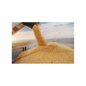 动物饲料粉用高档麦麸/黄麦麸