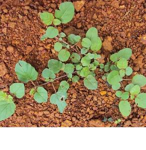 Extracto de planta Boerhavia Diffusa de la mejor calidad, precio competitivo al por mayor - Product Image 2