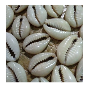 Seashell Cowry Coastal Craft, Unique Seashell Cowry Home Decor, hecho a mano para regalos ecológicos y estilo inspirado en el océano - Product Image 4