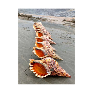 Conchas de trompeta de Vietnam para uso en decoración de bodas, diseño costero de interiores, venta minorista de acuarios y proyectos artísticos - Product Image 4