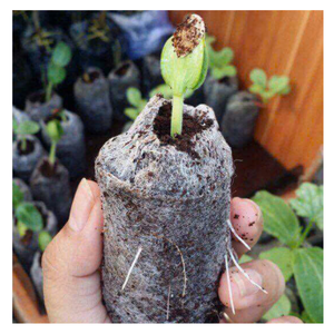 100% Natural Boost Plant Growth avec Coir Jiffy: granulés de tourbe de coco de noix de coco du Vietnam pour un jardinage et une agriculture naturels et sans tracas - Product Image 1
