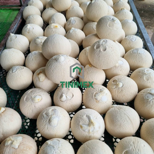 Fresh Pulido Coco Para Bebida Marca OEM - Product Image 4