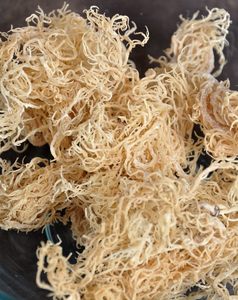 ผ้าฝ้าย Seamoss แบบแห้งจากเวียดนาม - Product Image 4