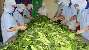 Las mejores hojas de yuca congeladas para exportación de alta calidad BQF hojas de yuca congeladas al mejor precio al por mayor hoja de yuca picada para la venta - Product Image 2