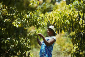 Aceite Esencial de Ravensara 100% Puro y Natural, Destilado al Vapor, Refuerzo Inmunológico, Antiviral, Aromaterapia e Ingrediente Cosmético de Madagascar - Product Image 3