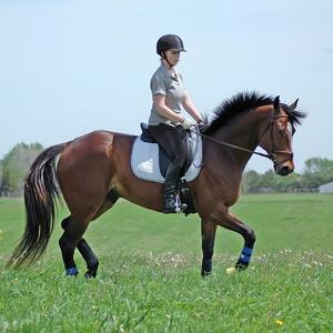 Pantalones de equitación Jodhpur para mujer, mallas ecuestres con bolsillos laterales, novedad - Product Image 5