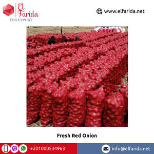 Cebollas Rojas frescas de calidad alimentaria de exportación de origen egipcio-Ampliamente vendidas naturales y deliciosas para compra a granel - Product Image 4