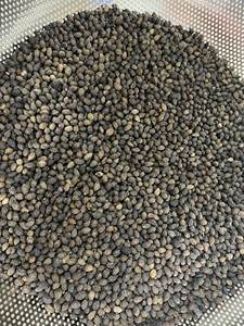 Semillas de papaya secas, secado de flores, té de sol y té de semillas con sabor a hierbas, hecho en Vietnam, calidad de exportación 2024 - Product Image 6