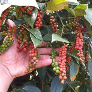 พริกไทยดำอบแห้งคุณภาพจากเวียดนาม - Product Image 4