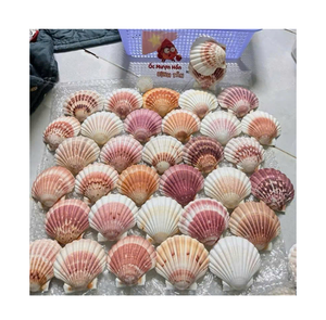 Conchas de vieira costeras bellamente conservadas para adornos navideños DIY y aplicaciones de artesanía con conchas de calidad profesional. - Product Image 1