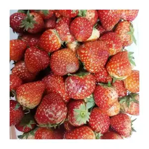 Fragola surgelata vendere in quantità sfusa 10 kg-fragola biologica campione di vendita a buon mercato con il prezzo basso-IQF fragola vendita a buon mercato